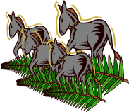 donkeys