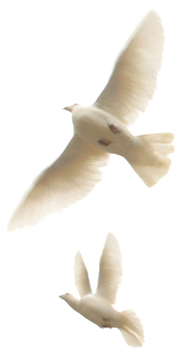 dove