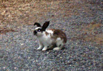 campground_bunny