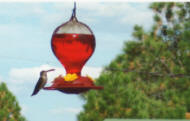 hummingbird