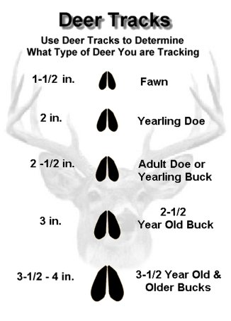 deer_track