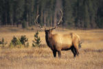 elk