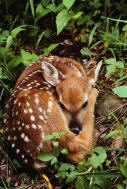 fawn