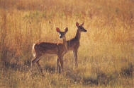 deer_in_field