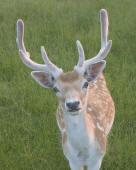 velvet_deer