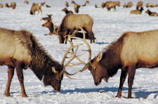 elk_fight