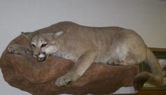 mountain_lion