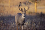 muledeer