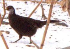 hen