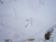 pheasant_tracks