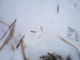 pheasant_tracks