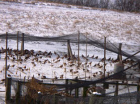 pheasant_farm