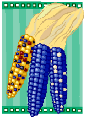 color_corn