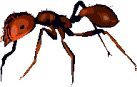 ant