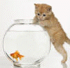 catandfishbowl