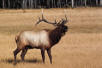 elk