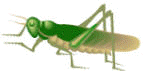 locust