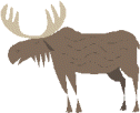 moose